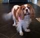 Cavalier king charles spaniel Amanda