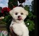 Bichon à poil frisé Cesco