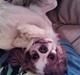 Cavalier king charles spaniel Emma