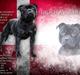 Staffordshire bull terrier Pablo 