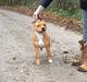 Staffordshire bull terrier Chica  