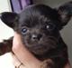 Chihuahua Nexu