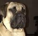 Bullmastiff Pablo