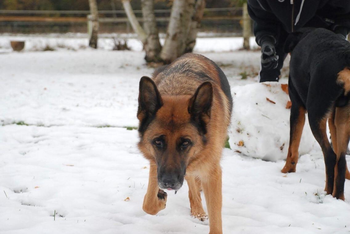 Schæferhund Dasiy billede 15