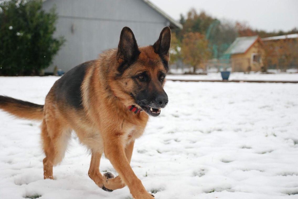 Schæferhund Dasiy billede 18