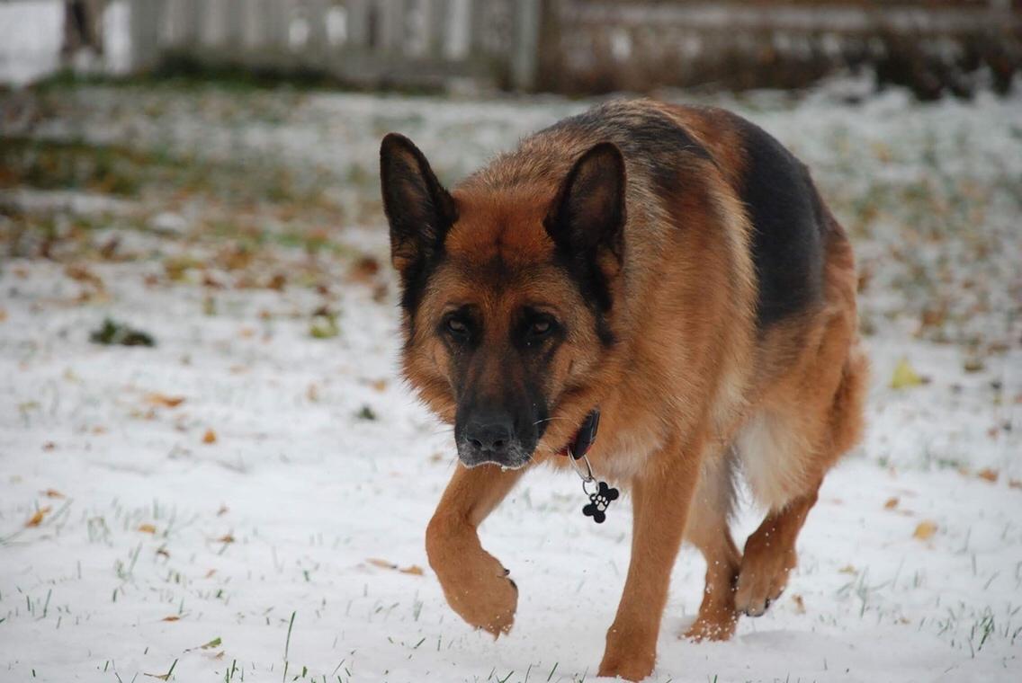 Schæferhund Dasiy billede 19