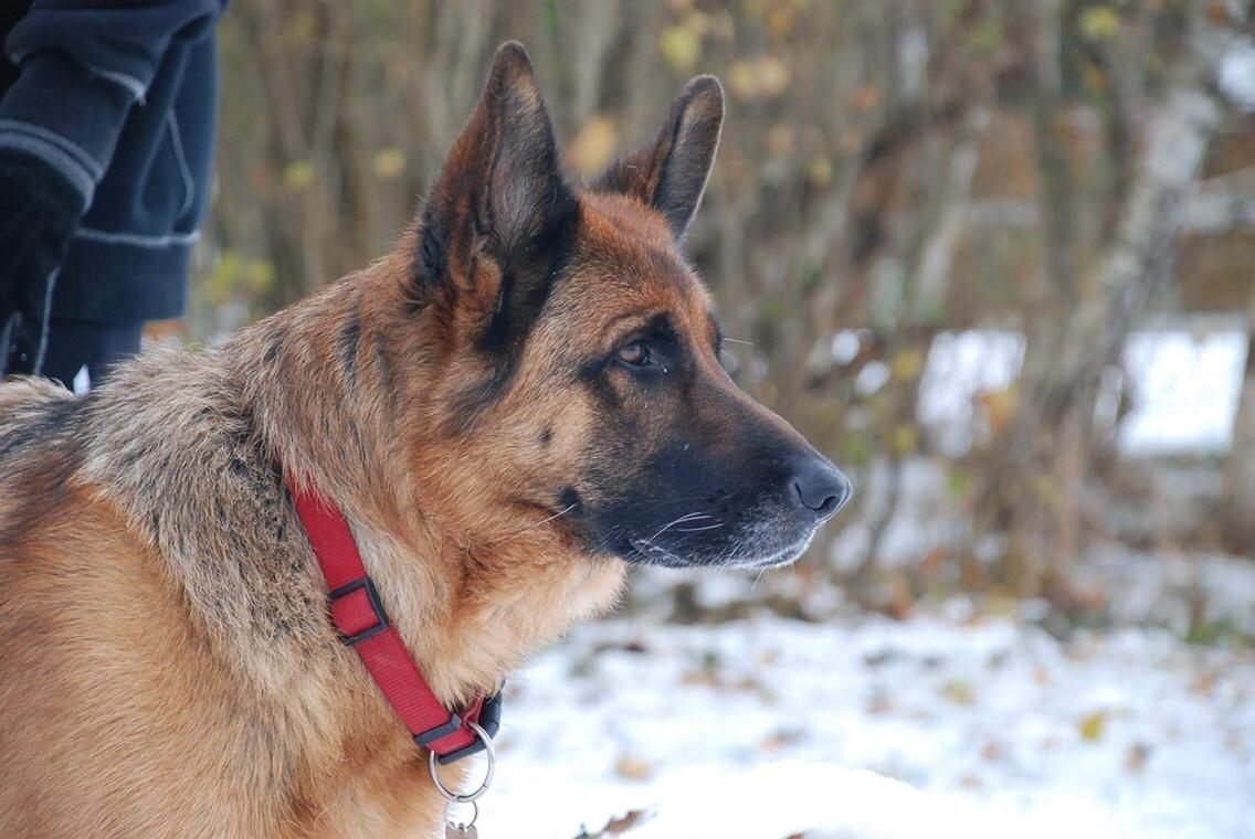 Schæferhund Dasiy billede 17