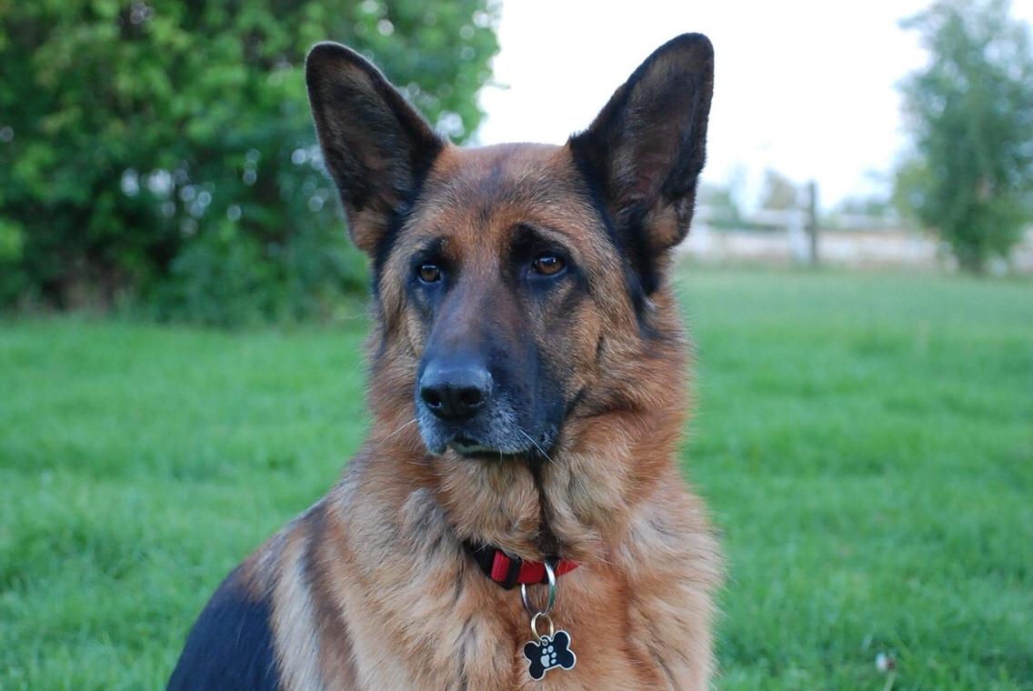 Schæferhund Dasiy billede 21