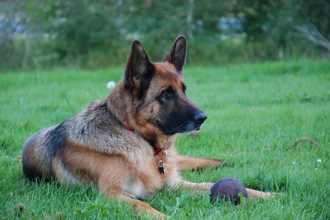 Schæferhund Dasiy billede 23