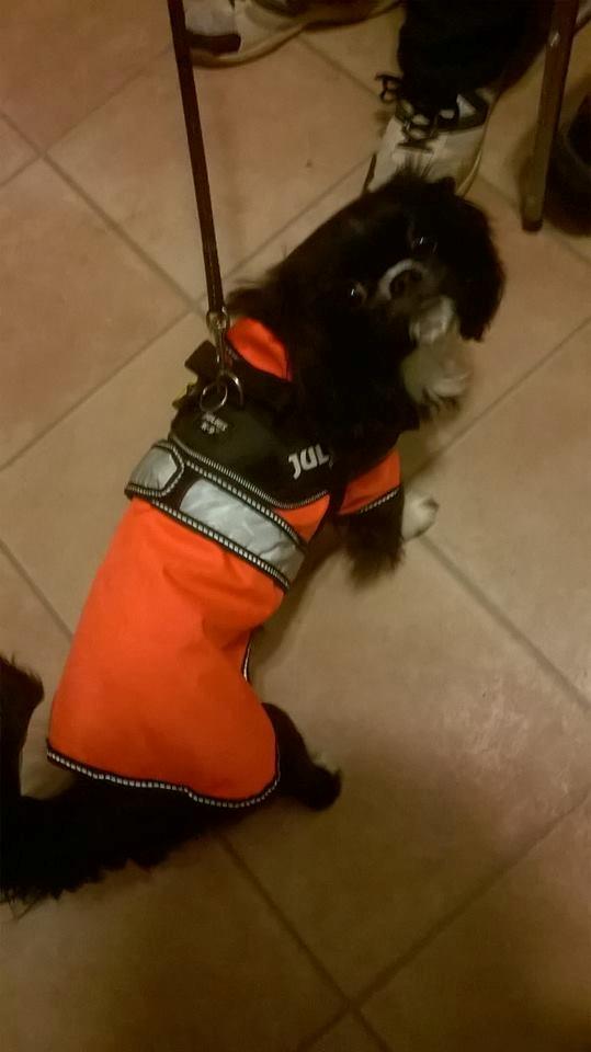 Blanding af racer Charlie billede 8