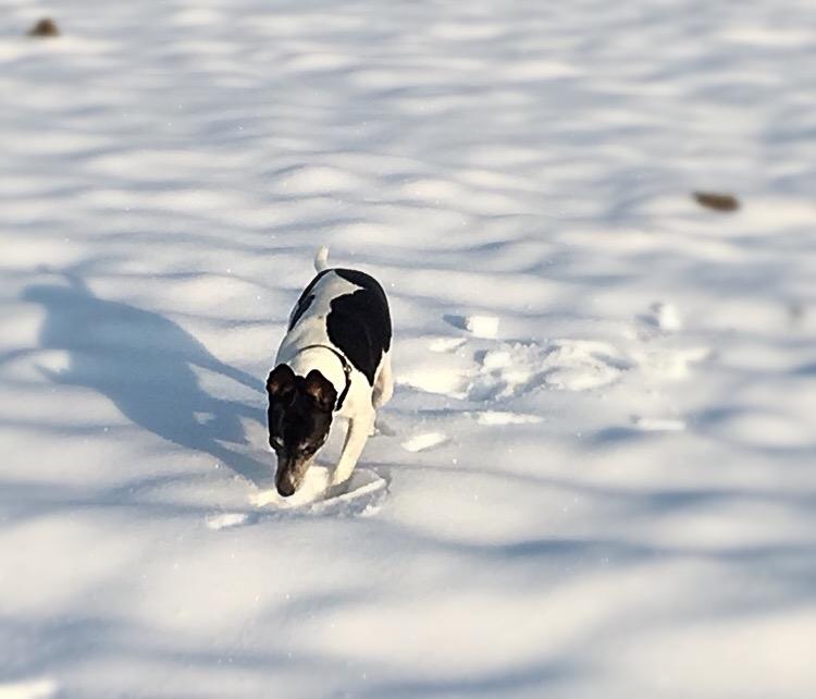 Dansk svensk gaardhund Ronja billede 12