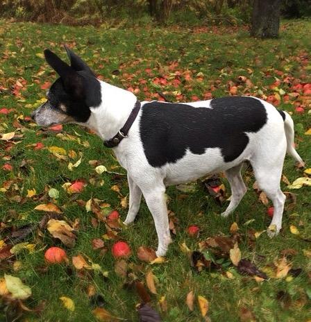 Dansk svensk gaardhund Ronja billede 3