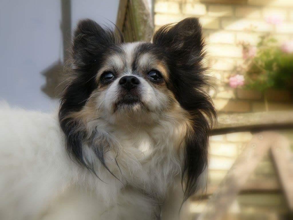 Chihuahua Chili "Rottweileren"RIP billede 3