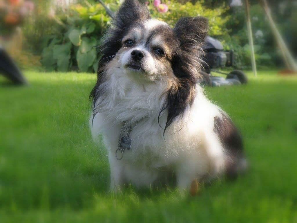 Chihuahua Chili "Rottweileren"RIP billede 5