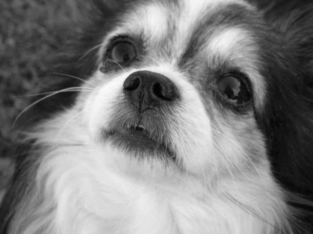 Chihuahua Chili "Rottweileren"RIP billede 7