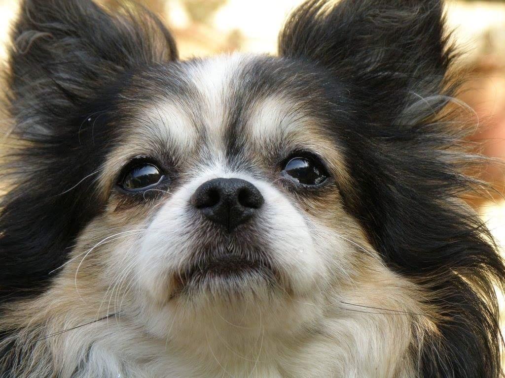 Chihuahua Chili "Rottweileren"RIP billede 6