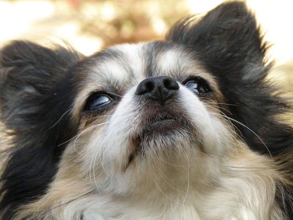 Chihuahua Chili "Rottweileren"RIP billede 1