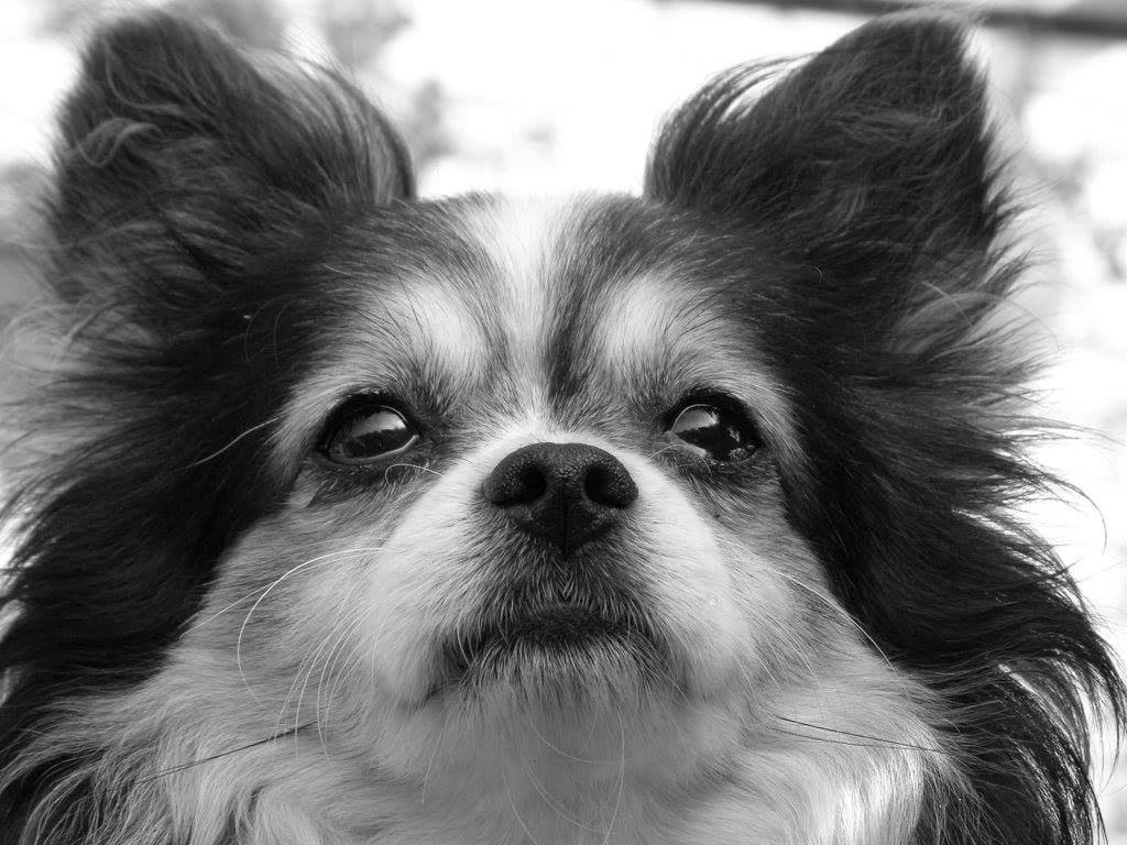 Chihuahua Chili "Rottweileren"RIP billede 2