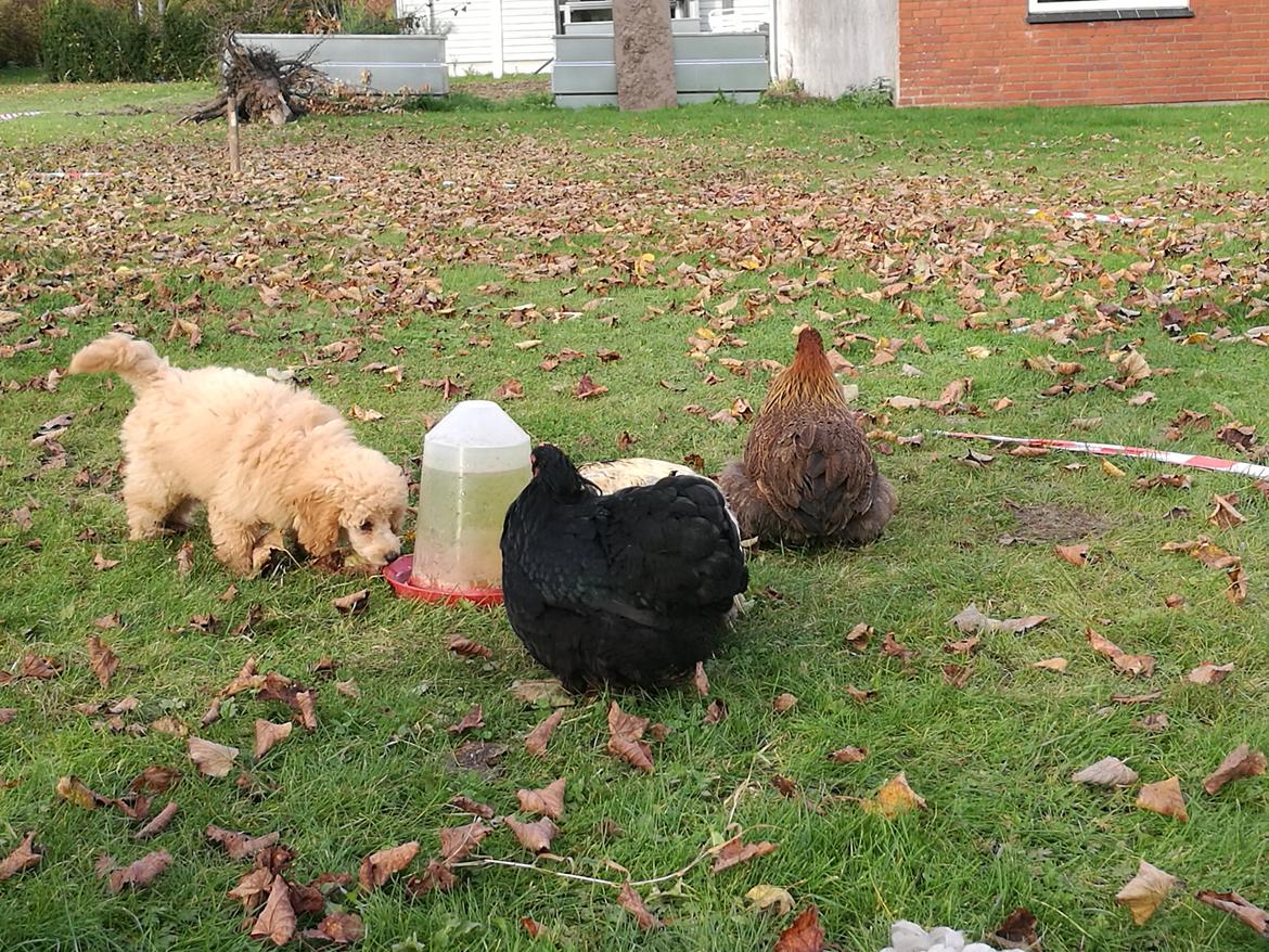 Dværgpuddel Zara billede 12