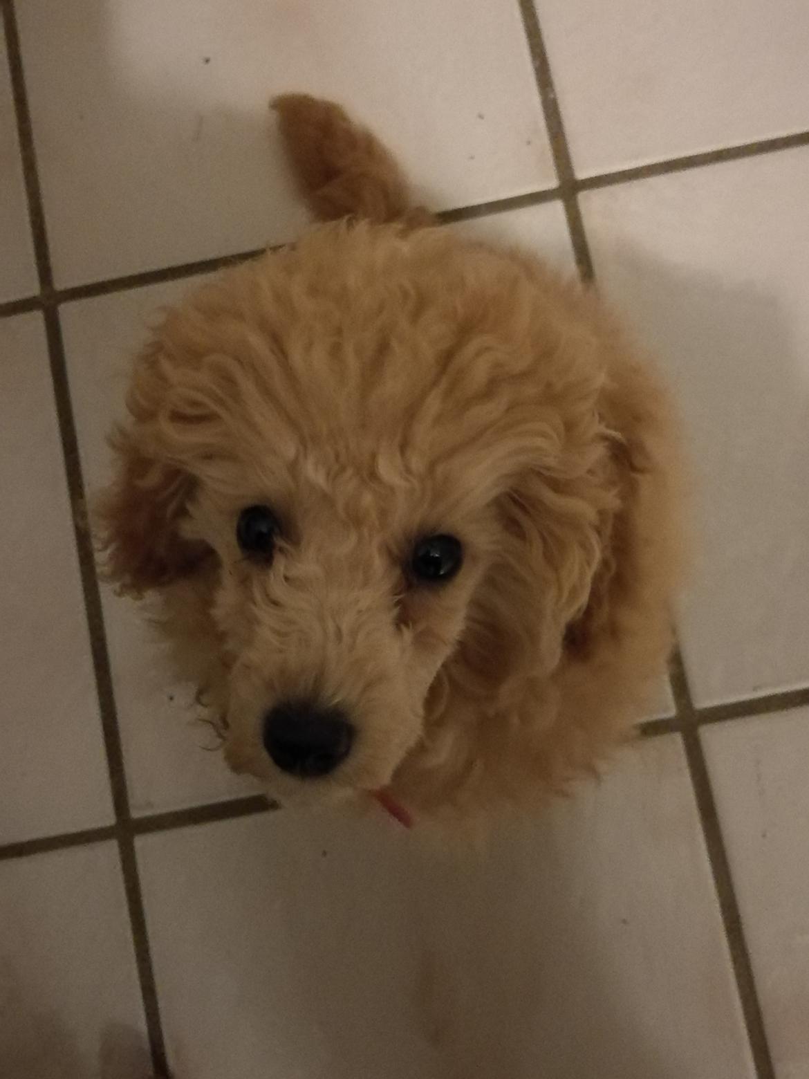 Dværgpuddel Zara billede 10