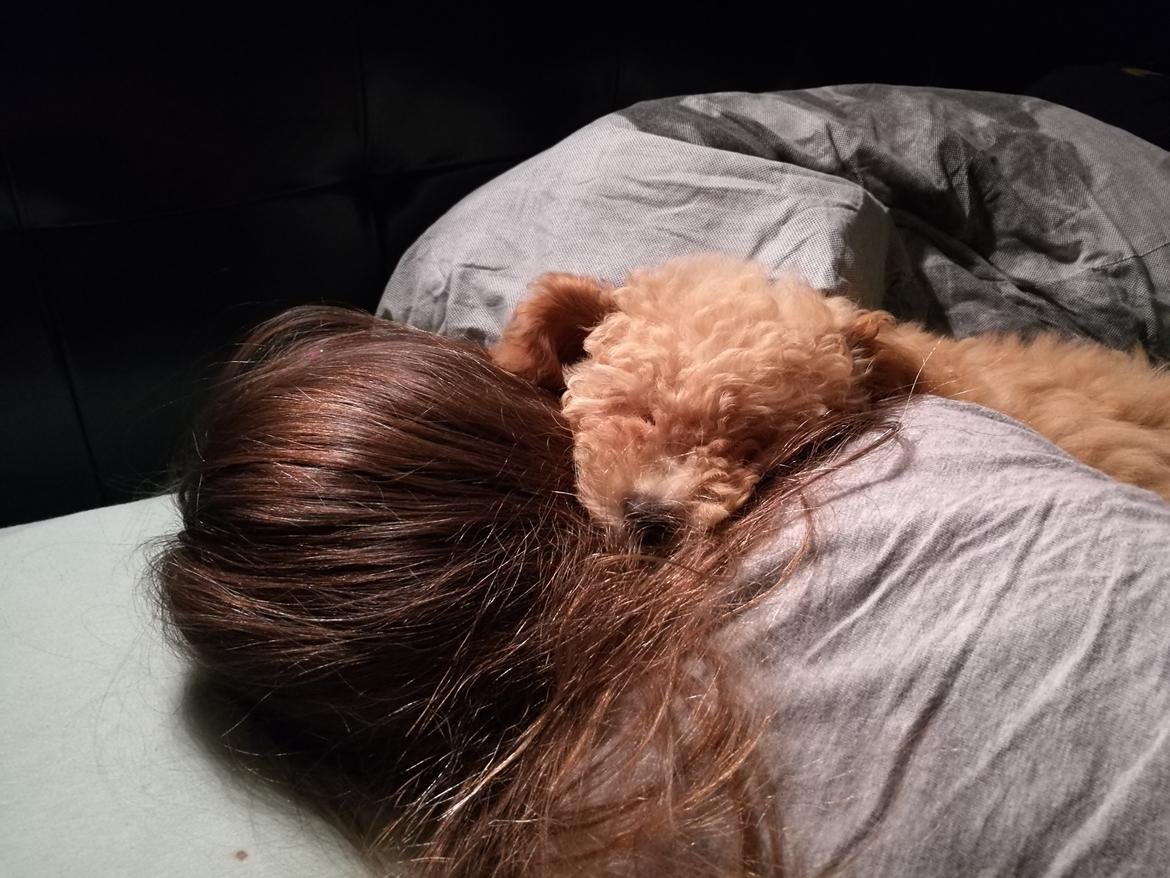 Dværgpuddel Zara billede 14