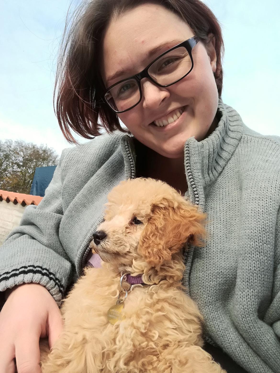 Dværgpuddel Zara billede 13