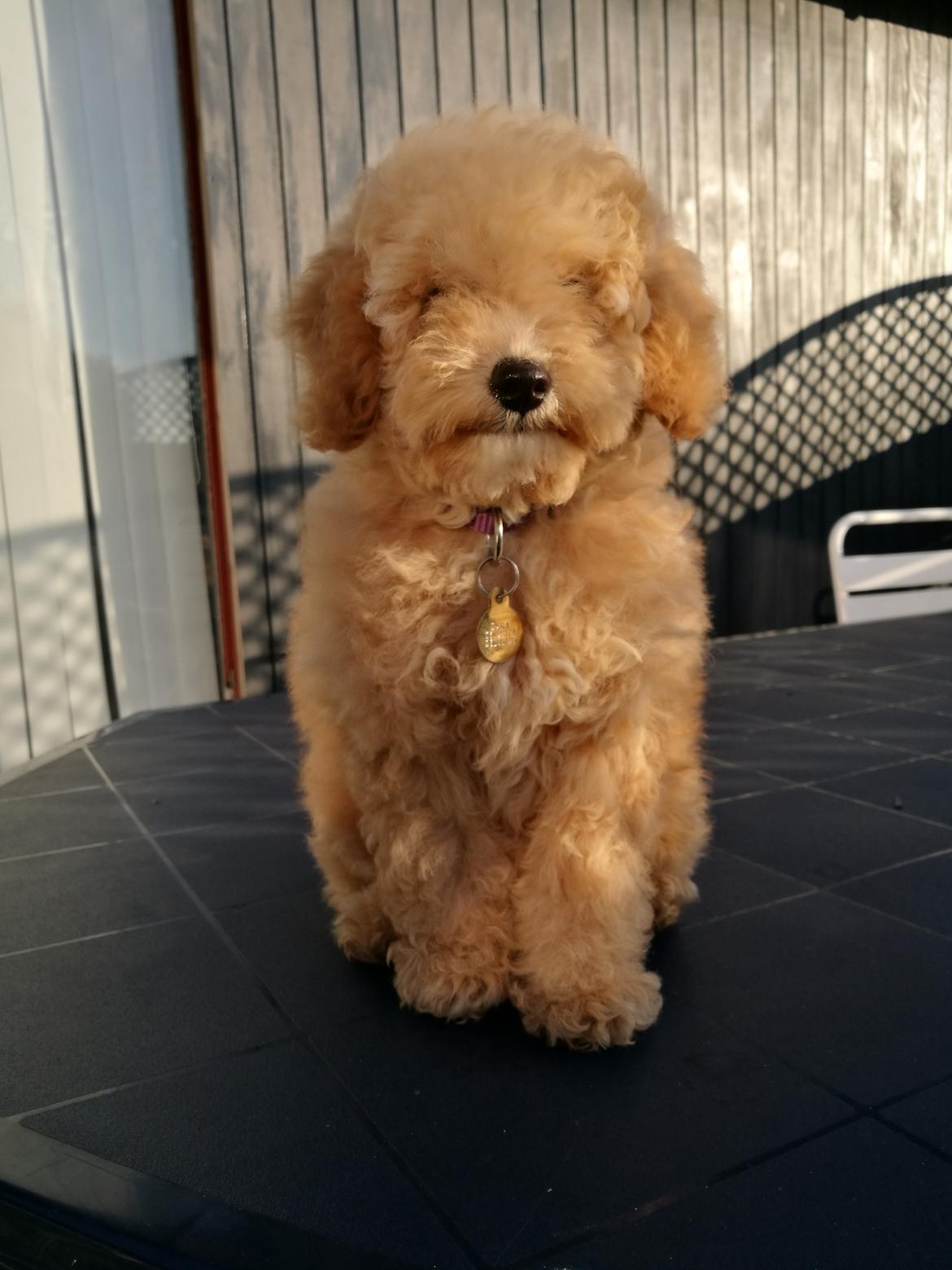 Dværgpuddel Zara billede 7