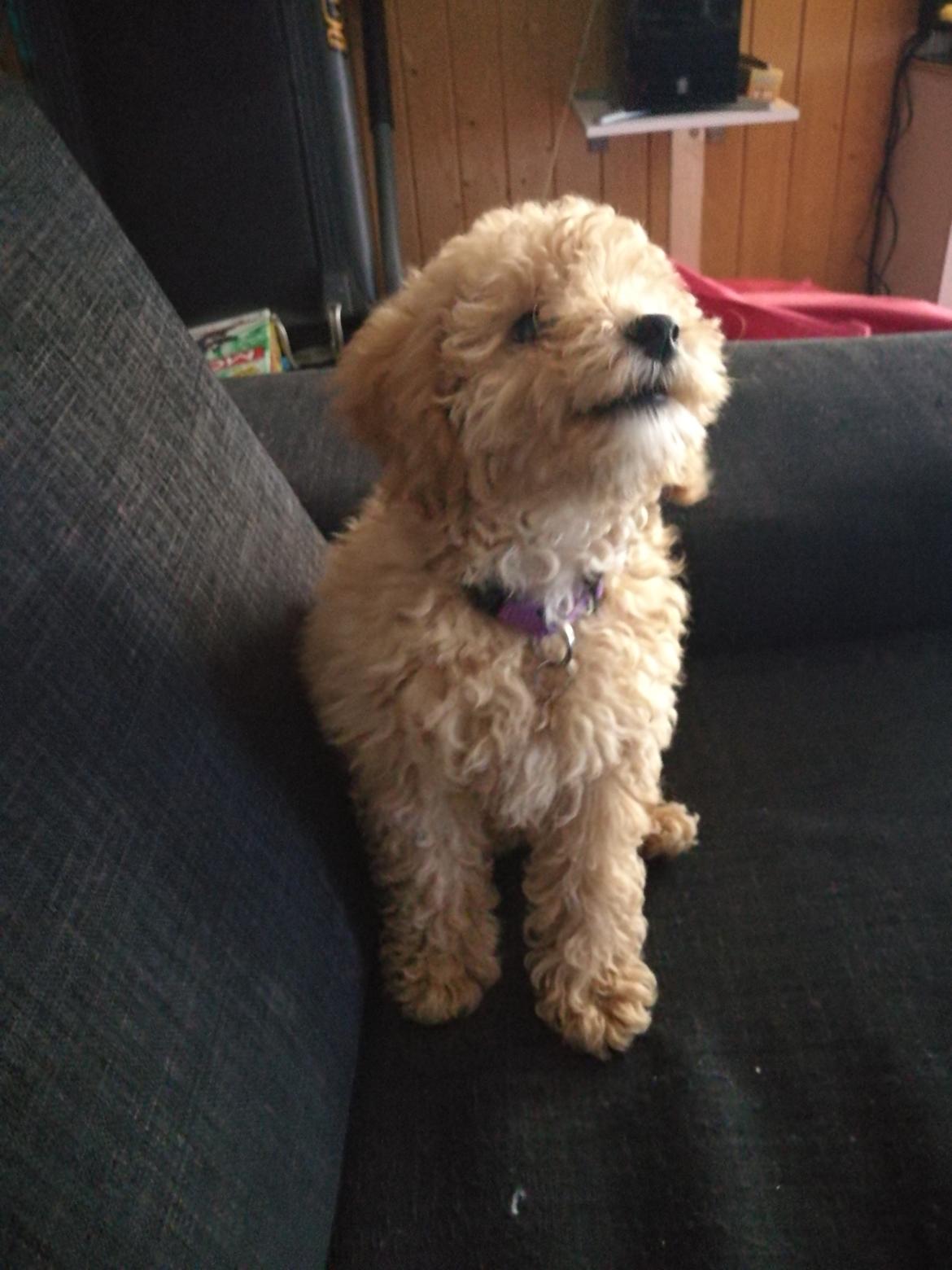 Dværgpuddel Zara billede 16