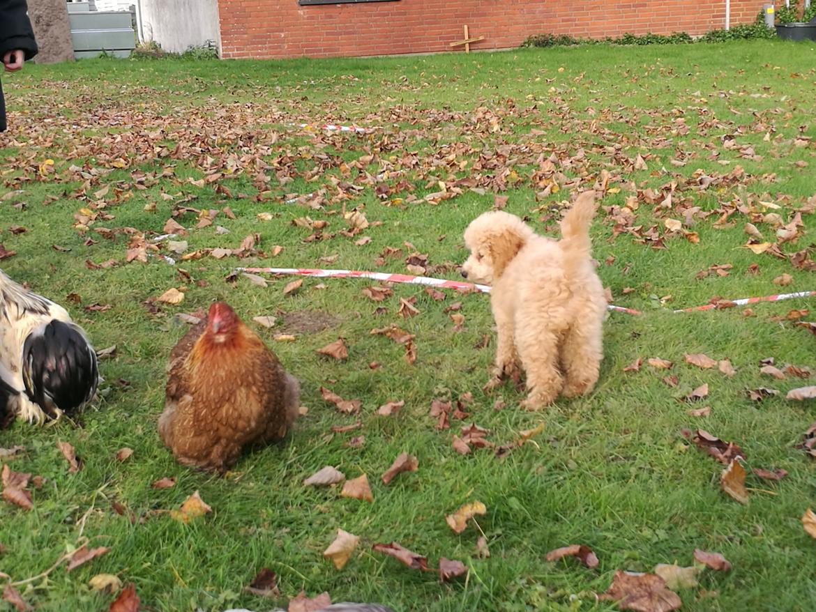 Dværgpuddel Zara billede 11