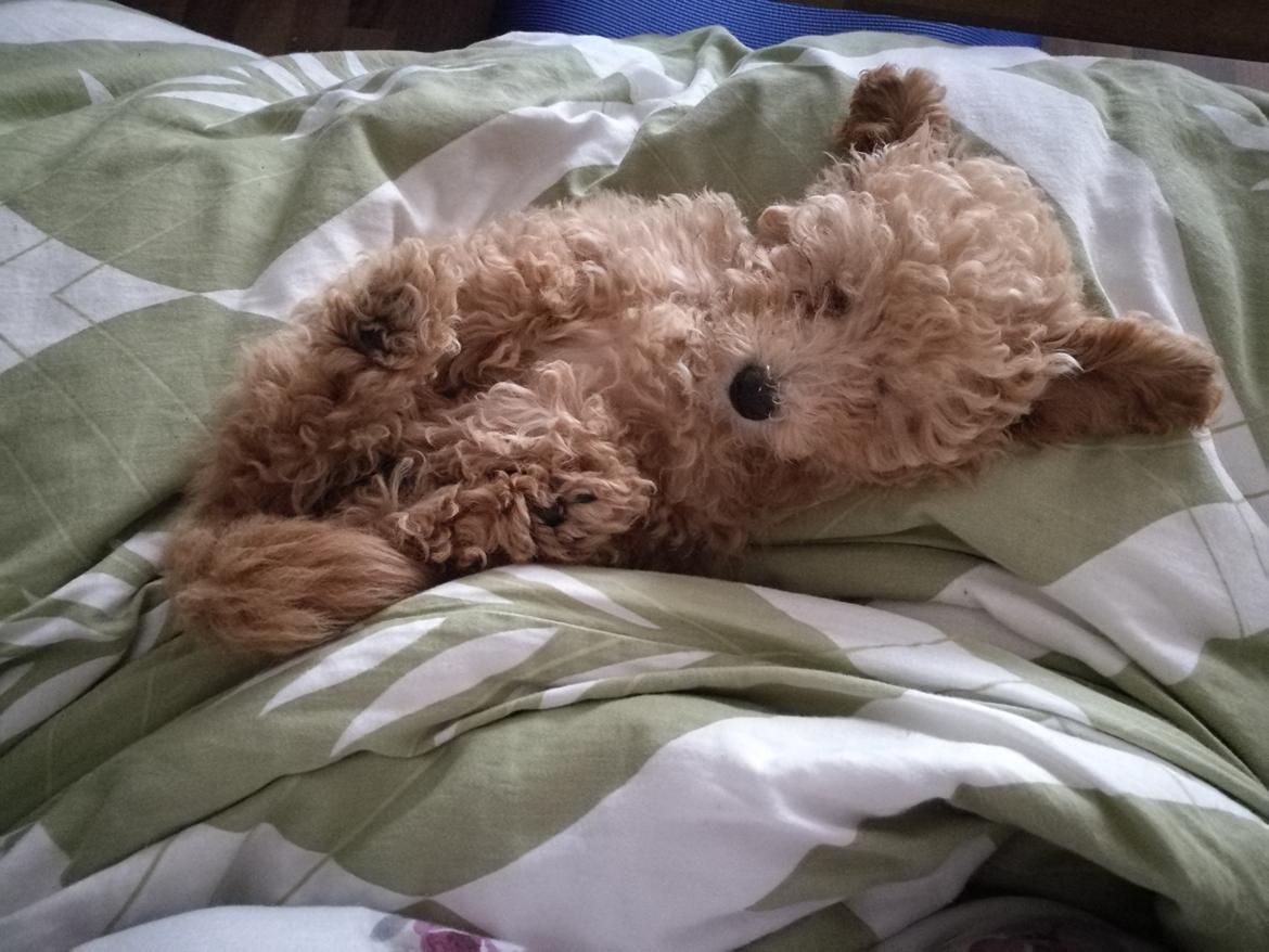 Dværgpuddel Zara billede 17