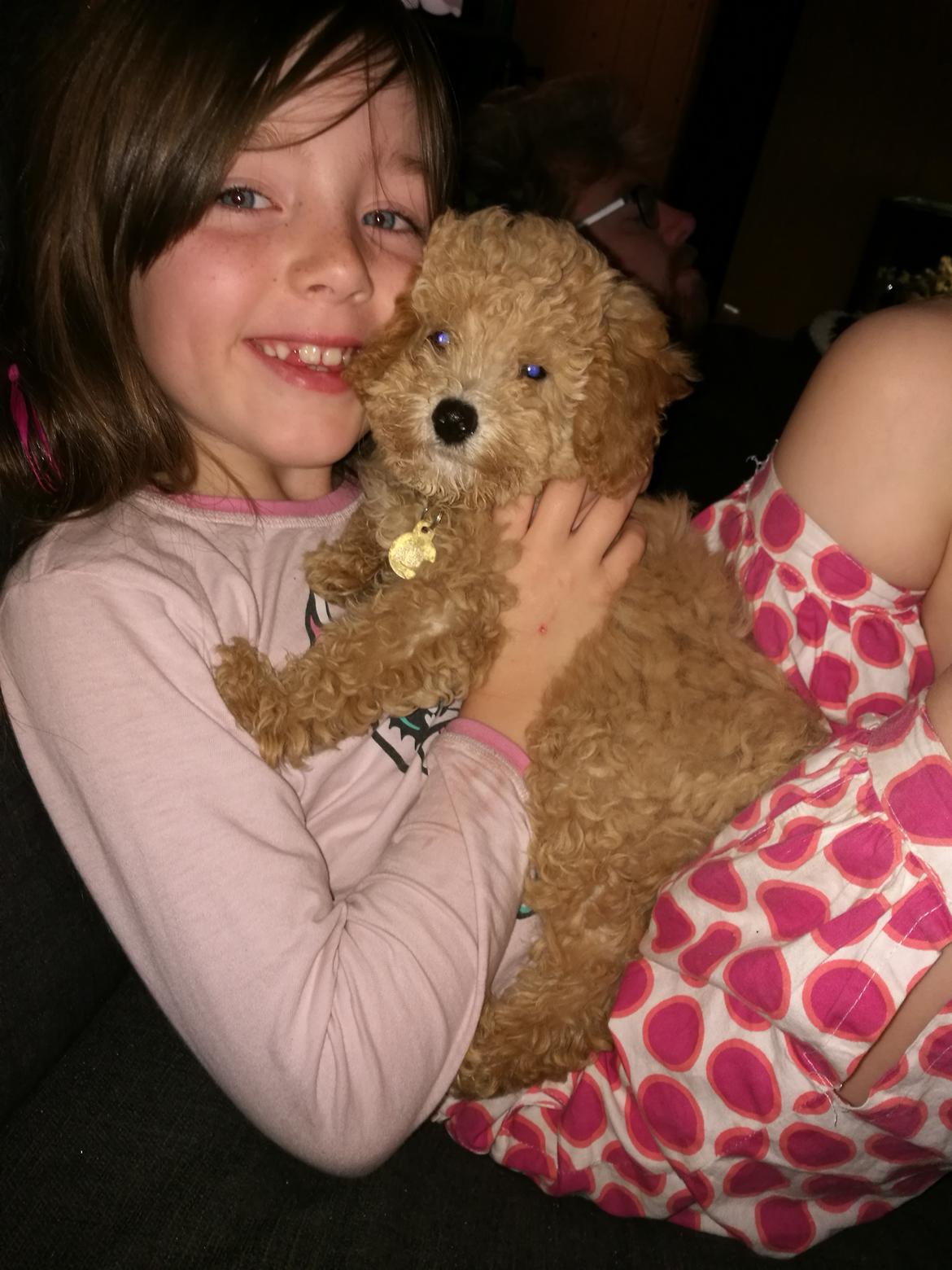 Dværgpuddel Zara billede 18