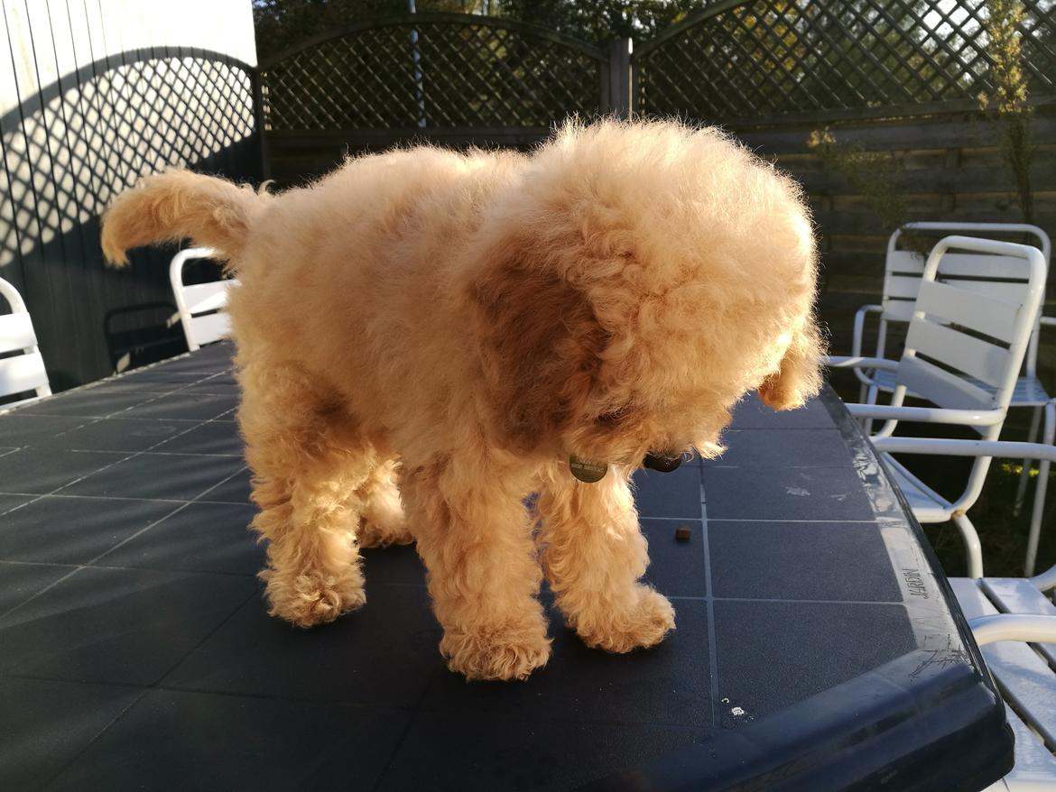 Dværgpuddel Zara billede 15