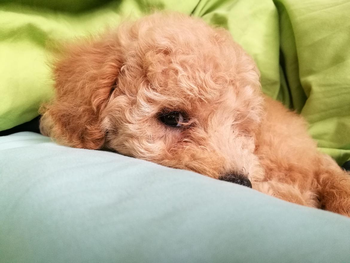 Dværgpuddel Zara billede 20