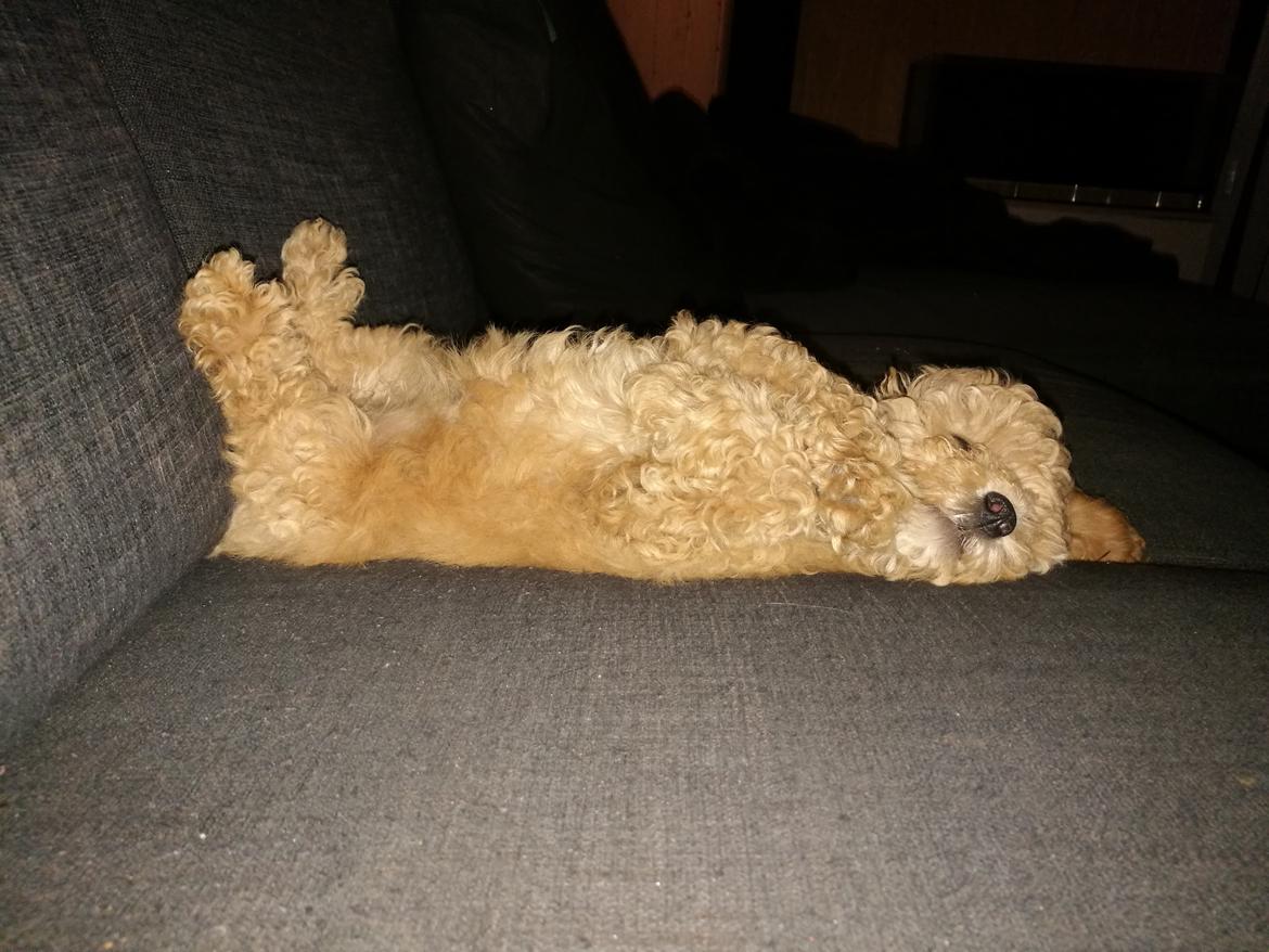 Dværgpuddel Zara billede 19