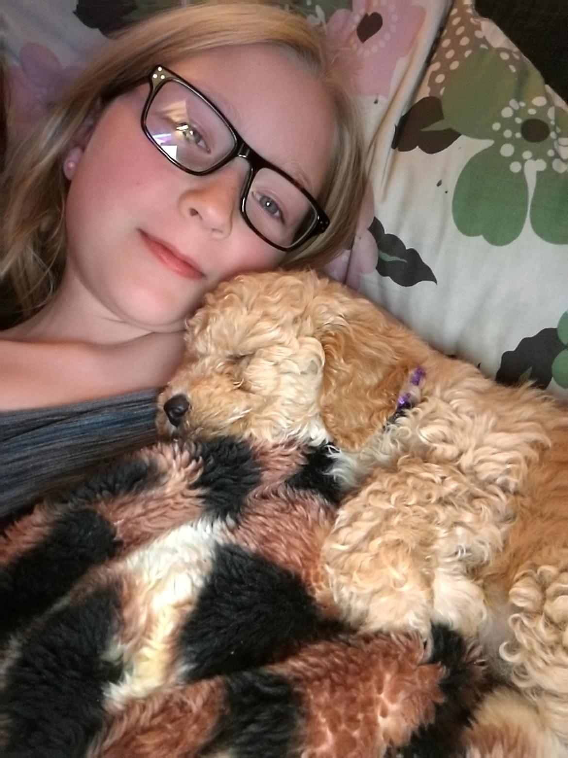 Dværgpuddel Zara billede 23