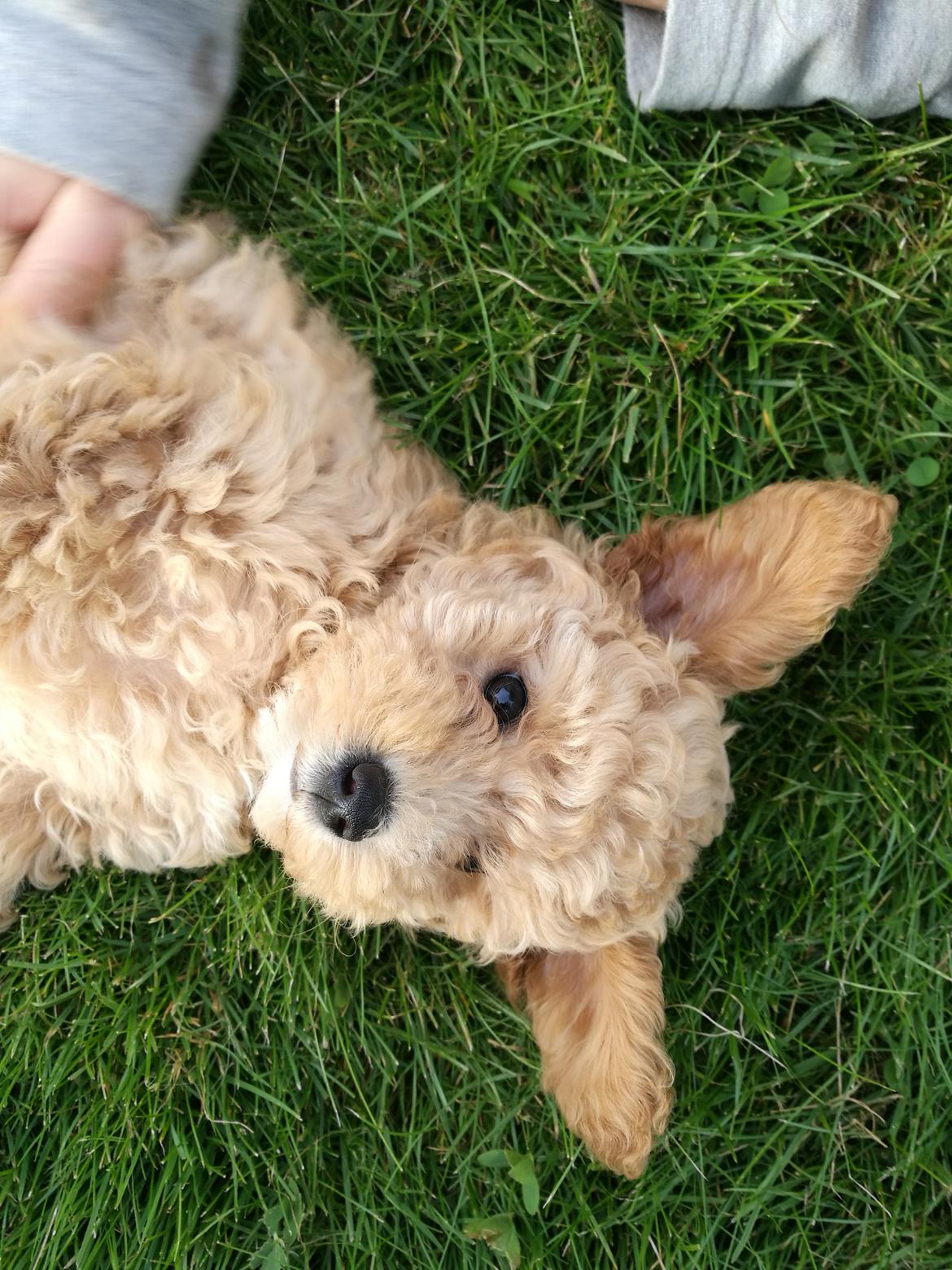 Dværgpuddel Zara billede 21