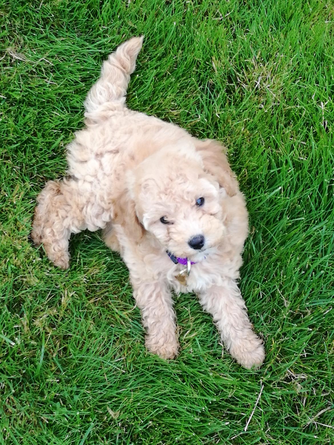 Dværgpuddel Zara billede 5