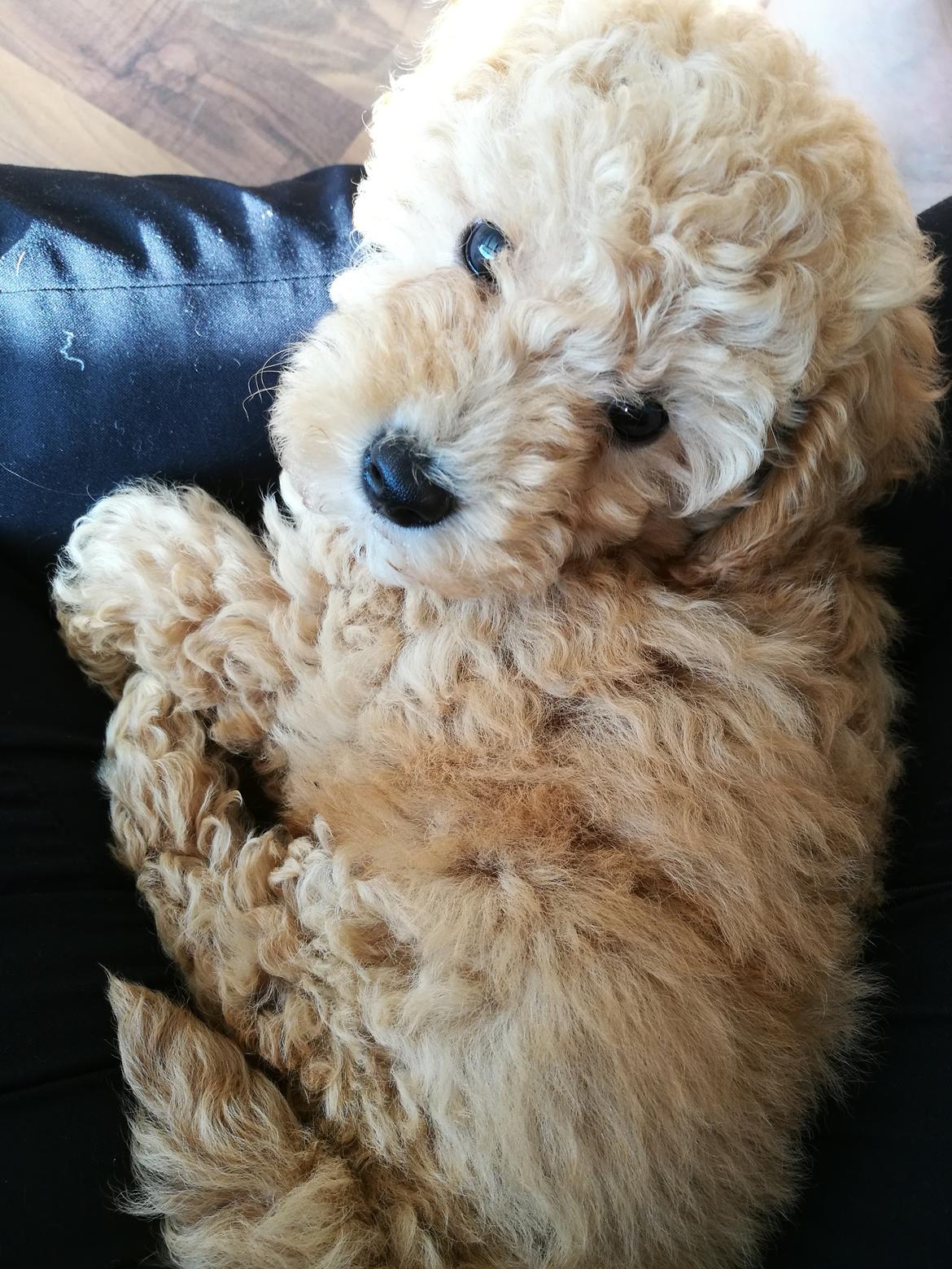 Dværgpuddel Zara billede 24