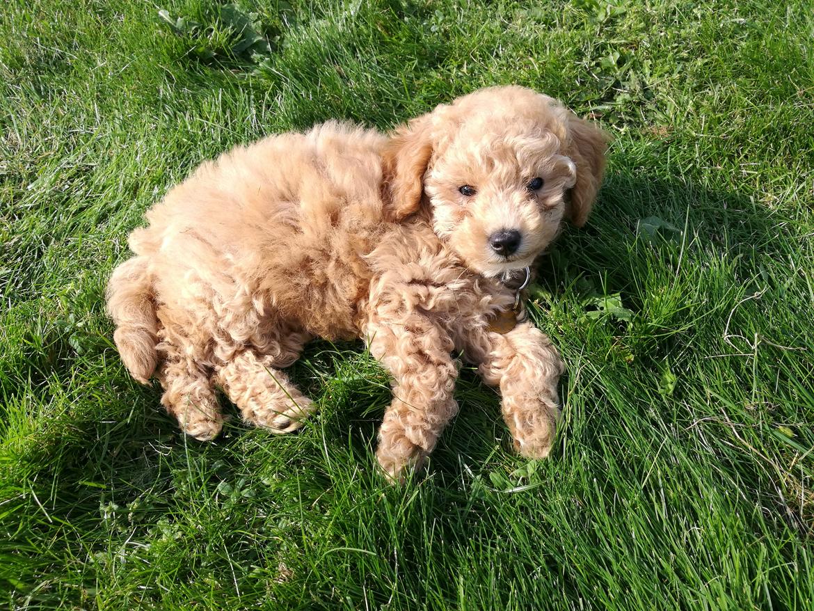 Dværgpuddel Zara billede 22