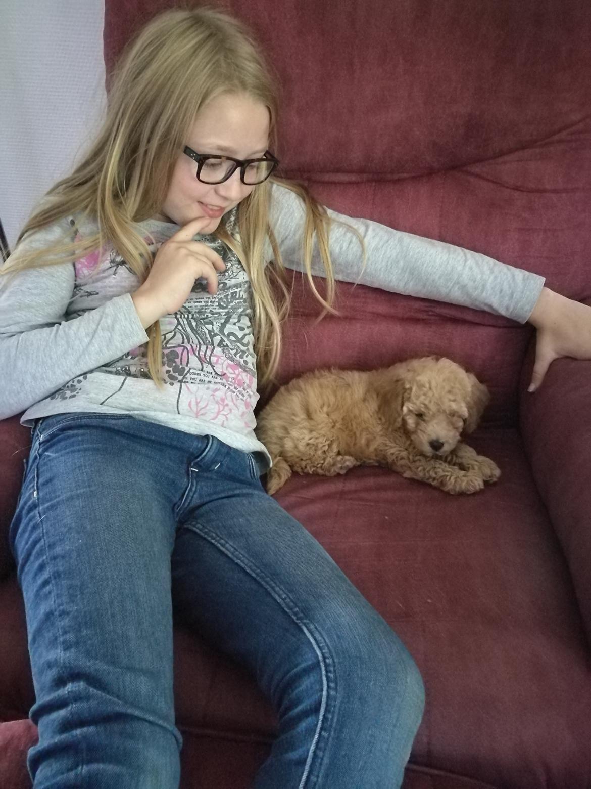 Dværgpuddel Zara billede 25