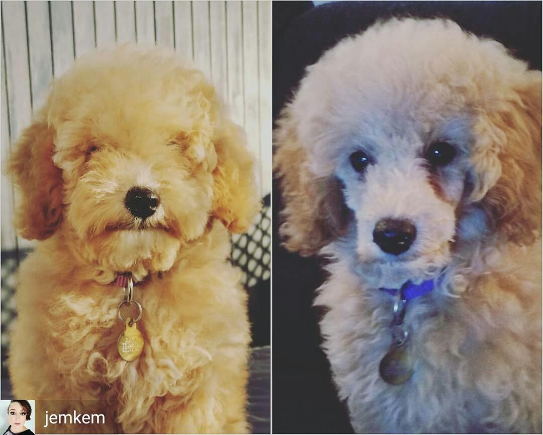 Dværgpuddel Zara billede 26