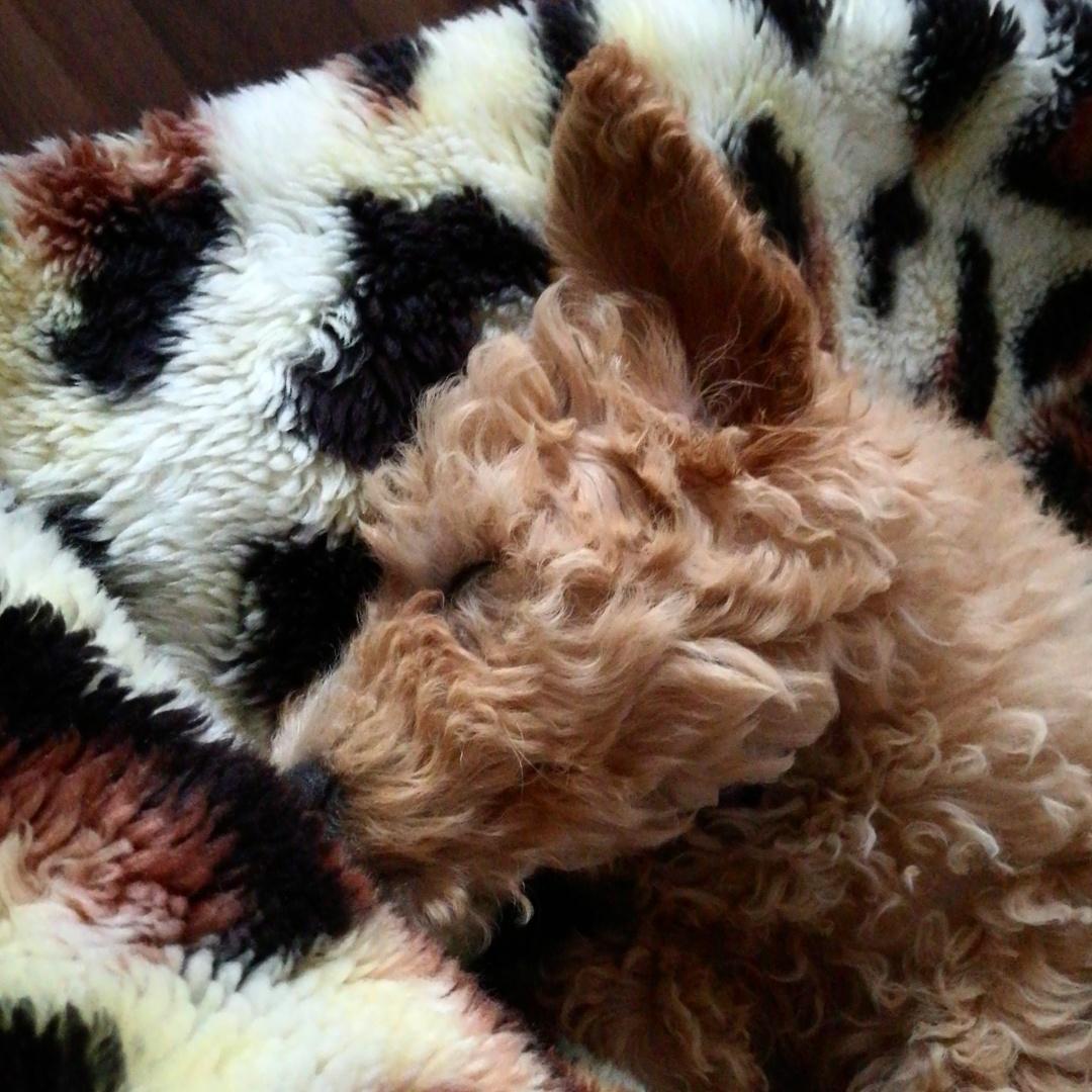 Dværgpuddel Zara billede 28