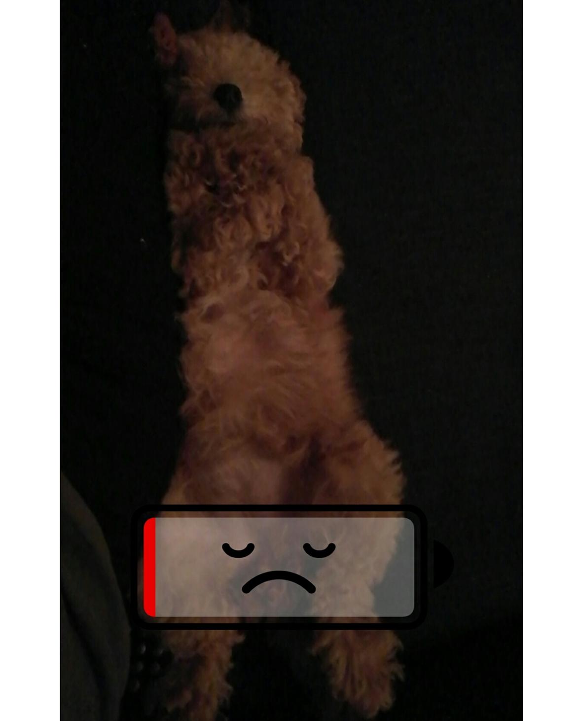 Dværgpuddel Zara billede 27