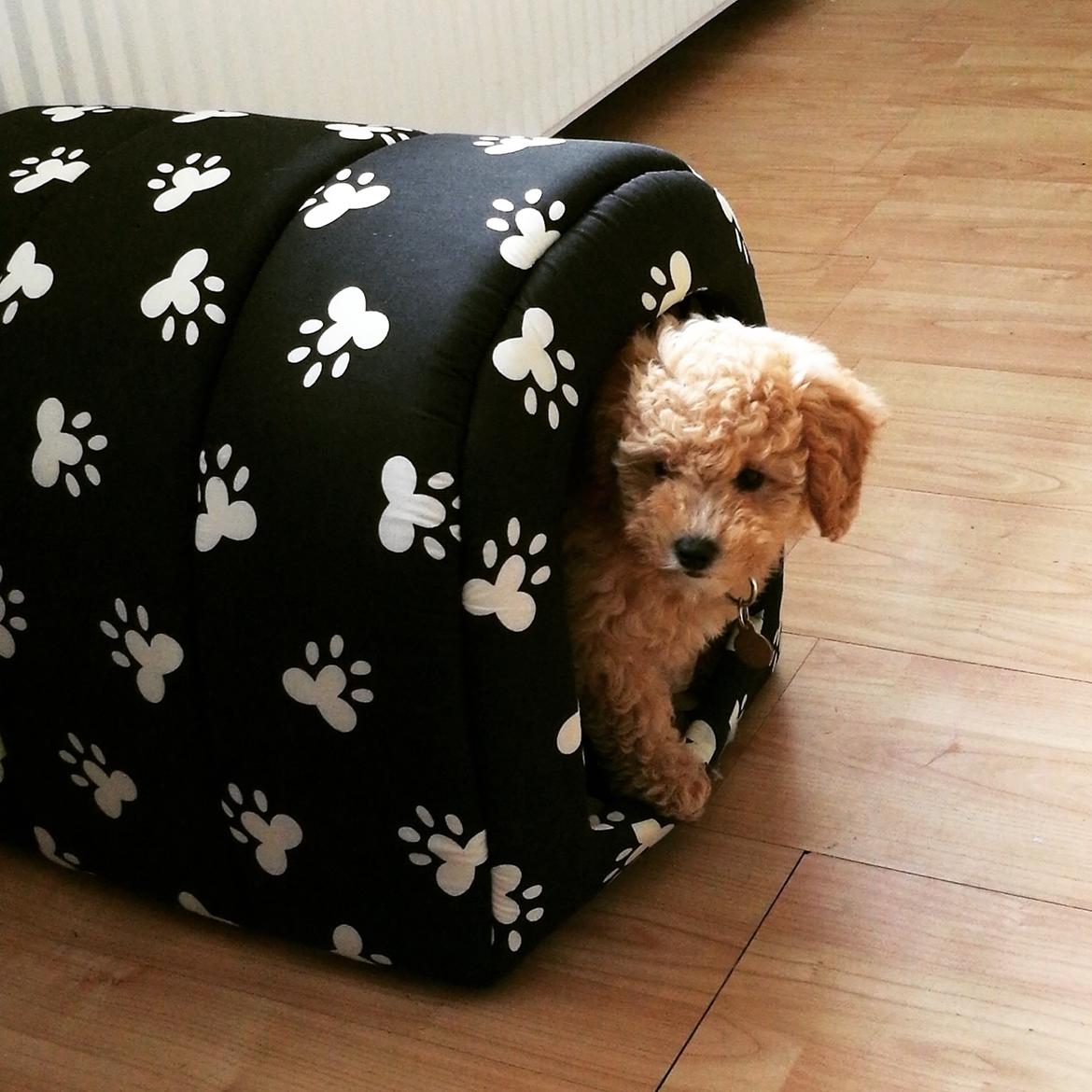 Dværgpuddel Zara billede 8