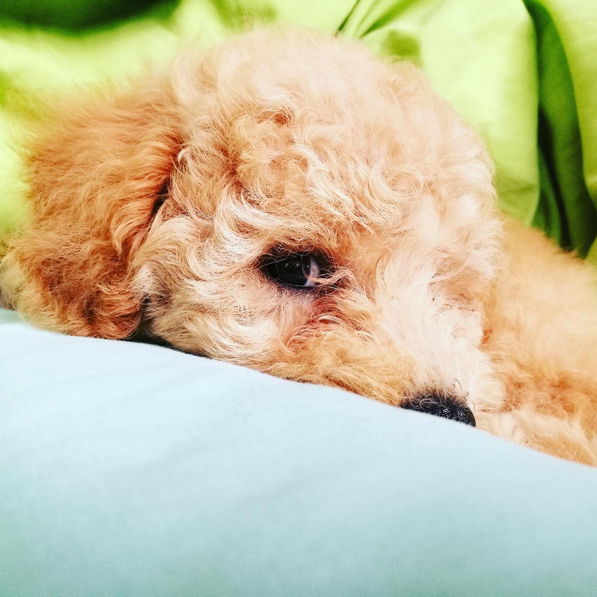 Dværgpuddel Zara billede 29