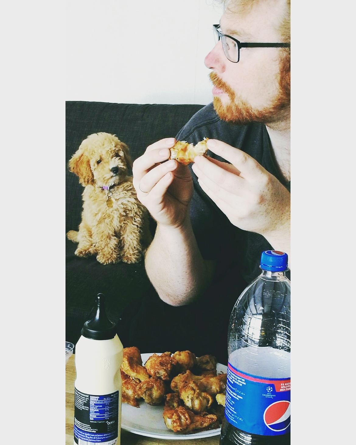 Dværgpuddel Zara - Jeg synes ikke far er helt fair, når han ikke vil dele sine hotwings med mig......... billede 6