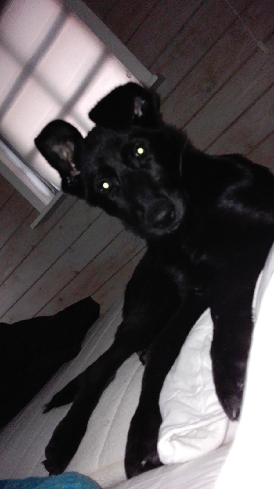 Blanding af racer Exotic billede 14