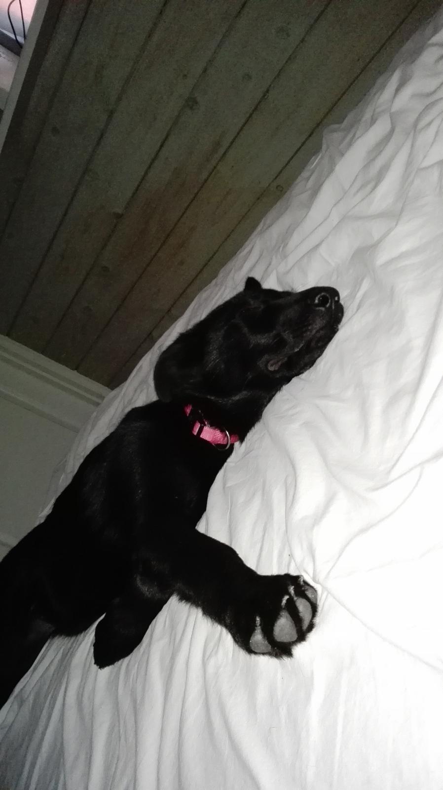 Blanding af racer Exotic billede 15