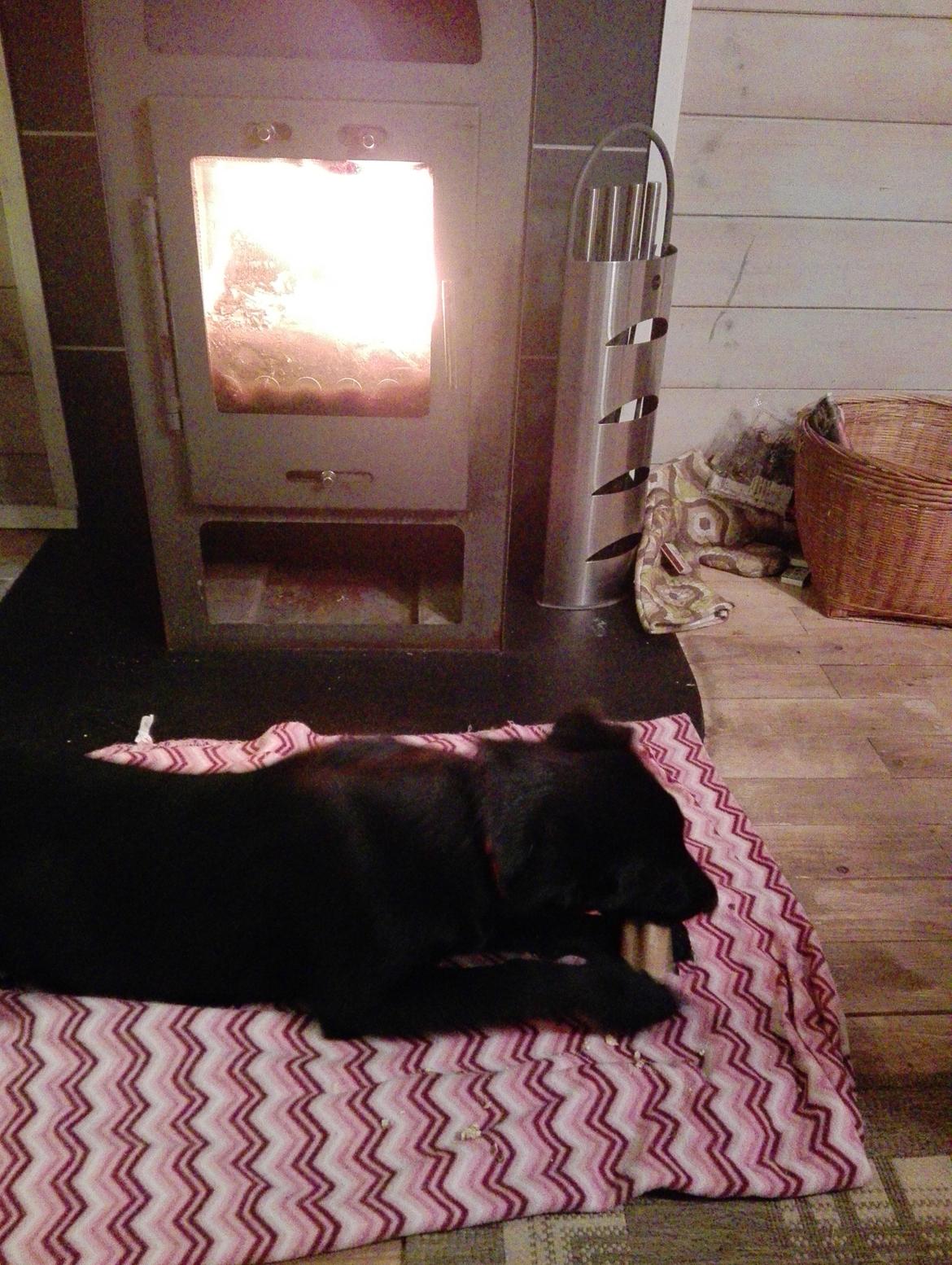 Blanding af racer Exotic billede 16