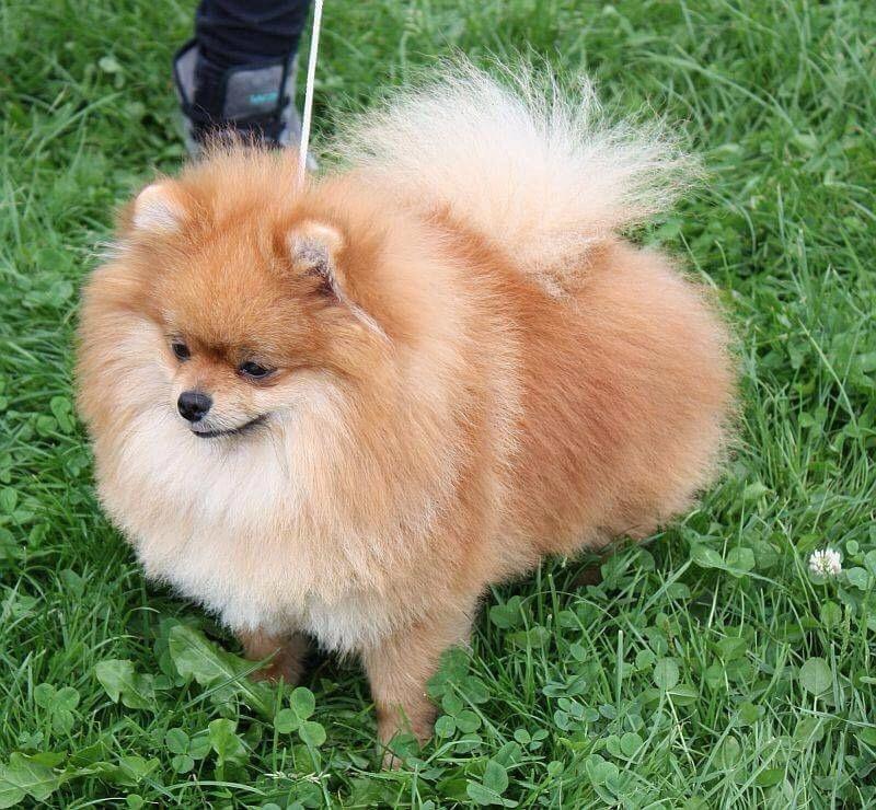 Pomeranian Noel billede 1